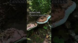 Beautiful Ganoderma applanatum Artist Conk on a fallen tree August 2024 reishi ganoderma [upl. by Nadnarb384]