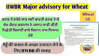 IIWBR advisory 1630 Jan 24 for Wheat ਪਿਛੇਤੀ ਕਣਕ  ਯੂਰਿਆ ਉੱਲੀ ਰੋਗ  ਕੱਦ ਰੋਕਣ ਵਾਲਾ ਸਪਰੇਅ [upl. by Connell]