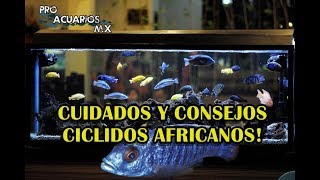 CUIDADOS Y CONSEJOS CICLIDOS AFRICANOS PRO ACUARIOS MX [upl. by Hugibert]