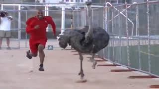 Usain Bolt vs a Wild Ostrich  Bolts Hardest Challenge [upl. by Markos]