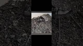 deadliest predator is trapdoor spider😱 [upl. by Winna466]