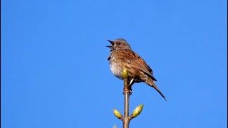 Singing Dunnock [upl. by Assirram303]