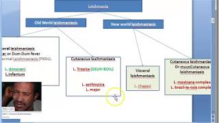 Parasitology 061 b Leishmania donovani leishmaniasis Kala azar Lab Diagnosis LD bodies Montenegro [upl. by Yvan947]