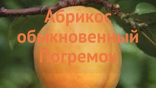 Абрикос обыкновенный Погремок prunus armeniaca 🌿 обзор как сажать саженцы абрикоса Погремок [upl. by Nylsej]