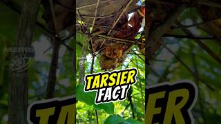 TARSIER 🐵 Big Eyes amp Head Rotation 👀 tarsier tarsiers primate shorts animals animalfacts [upl. by Aicetel]