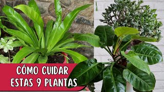 CÓMO CUIDAR ESTAS 9 PLANTAS Liliana Muñoz [upl. by Eimerej749]