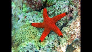 Facts The Sea Star Starfish [upl. by Annazor]