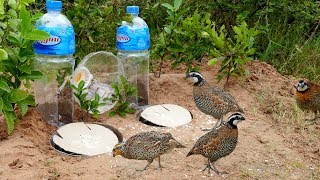 Super Creative Deep Hole Bird Trap Using Big Bottle 5L  How to make easy bird trap work 100 [upl. by Concoff]