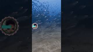 INSANE shark attack swamp of fish shortsfeed nature shortsviral shortvideo nature sea [upl. by Airenahs]