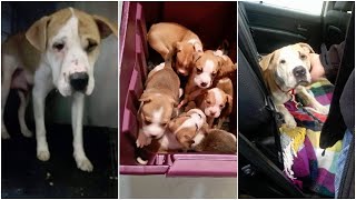 Pitbull depressed from loss her babies had reunited with her lost puppies [upl. by Araj]