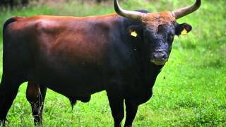 NATURPARK BAYERISCHER WALD Aurochs Urus Bos primigenius B [upl. by Shayla]