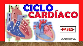 🥇 CICLO CARDÍACO ¡Fácil Explicación [upl. by Inaoj]