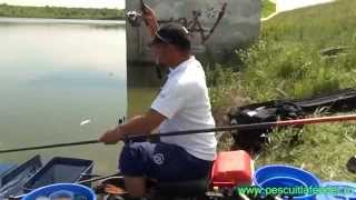 Feeder Fishing Cup Topolovat 2325052014 [upl. by Nitsirc]