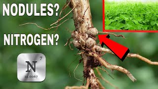 The Clover Food Plot NITROGEN HOAX [upl. by Connelly]