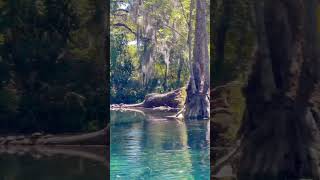 Can you believe this is central Florida If you haven’t clear kayaked along the Silver River near [upl. by Chaffee]