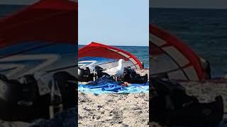 strand ostsee🏖️ fliegendes Tierchen🕊️ holt sich seinen snack🥜 082022 [upl. by Ytsur]