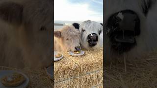 My baby cows try pumpkin pie for the first time [upl. by Beaston]