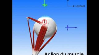 Oculomotricité  champs daction des muscles [upl. by Hayyikaz588]