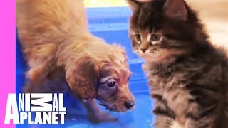 The Best Of Curious Cuddly Kittens And Puppies  Too Cute [upl. by Rather996]