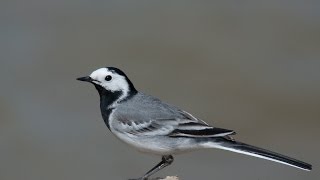 Wagtail  খঞ্জনা  White Wagtail [upl. by Drauode805]