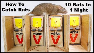 The Best Way To Trap Rats The Ultimate Rat Trapping System Mousetrap Monday [upl. by Nylekoorb]