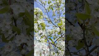 Peral de flor  Pyrus calleryana Un árbol hermoso y de bajo consumo hidrico [upl. by Seidel]