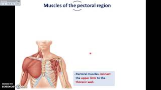 Mammary gland Anatomy  1  TCML [upl. by Narah60]