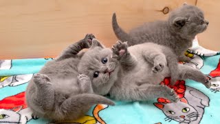 British Shorthair Kittens Too Cute Mother Cat Baby Kittens Will Melt Your Heart 28 Days After Birth [upl. by Chelton]