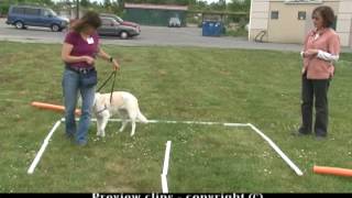 Tellington TTouch® Techniques Walking in Balance With Your Dog [upl. by Rana]