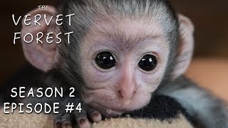 Two New Orphan Baby Monkeys Arrive At Our Animal Sanctuary  Vervet Forest S2 Ep 4 [upl. by Rednal]