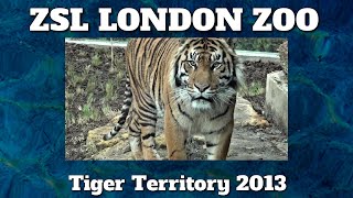 ZSL London ZooTiger Territory [upl. by Nrublim574]