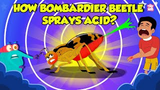 How Bombardier Beetle Sprays Acid  Beetle Defense Mechanism  Deadliest Insects  Dr Binocs Show [upl. by Eirod937]