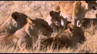 BotswanaOkavango Lions Part 1 5flv [upl. by Dianthe439]