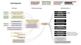 Epididymitis mechanism of disease [upl. by Rickey]