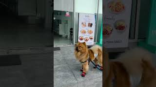 doglover doglovers dogshorts dogloversparadise animalsvideo bestfriend bestmoments dogslife [upl. by Melvin]