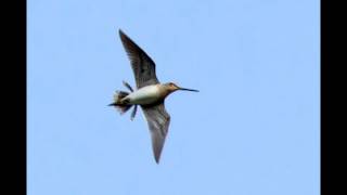 Snipe Drumming on Otmoor 13th April [upl. by Notserc]