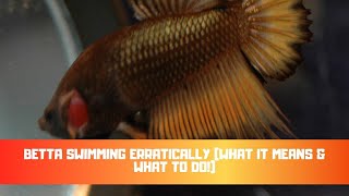 Betta Swimming Erratically What It Means amp What To Do [upl. by Rossi229]