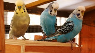 Over 2 Hours of Budgies Playing Singing and Talking in their Aviary [upl. by Alaehs45]