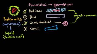 16 Virus protein introduction [upl. by Stesha]