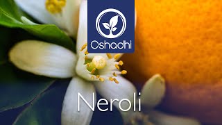 Neroli  Orange Blossom Citrus aurantium  EssentialOilPlant Portrait by Dr Malte Hozzel [upl. by Partan]