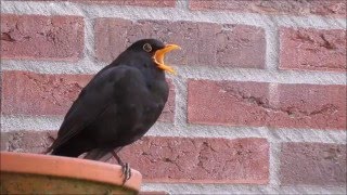 Common Blackbird Turdus merula singing [upl. by Samp266]