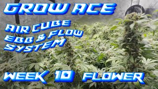 GROW ACE AIR CUBE EBB amp FLOW SYSTEM WEEK 10 FLOWER  SPIDER FARMER SE5000 LED GROW LIGHT  4x4 TENT [upl. by Featherstone]