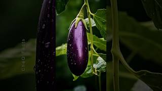 How to Grow Eggplants 🍆 at Home Unique Technique of Farming plants shorts farming [upl. by Nelac]