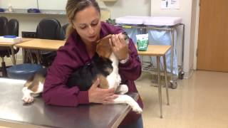 Restraining a dog for a jugular venipuncture [upl. by Darline]