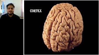 NEUROLOGY PRACTICAL ORIENTED THEORY DISCUSSION FOR MBBS STUDENTS CORTEXVIDEO 2 [upl. by Erline]