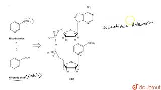 Coenzyme nicotinamide adenine dinucleotide NAD and NADP contain the vitamin niacin [upl. by Ellehcram798]