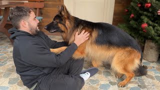 Giant German Shepherd Cries When Reunited With Family Happiest Dogs Ever [upl. by Loredo13]