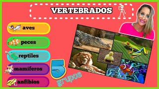 Los 5 Grupos de Animales VERTEBRADOS para NIÑOS [upl. by Munster153]