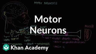 Motor neurons  Muscularskeletal system physiology  NCLEXRN  Khan Academy [upl. by Griffith]