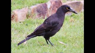 Black Currawong bird call Tasmania [upl. by Affay]